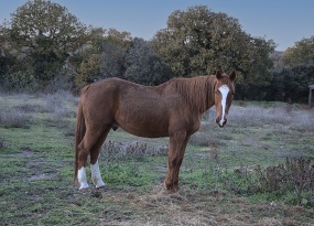 一匹棕色骏马图片